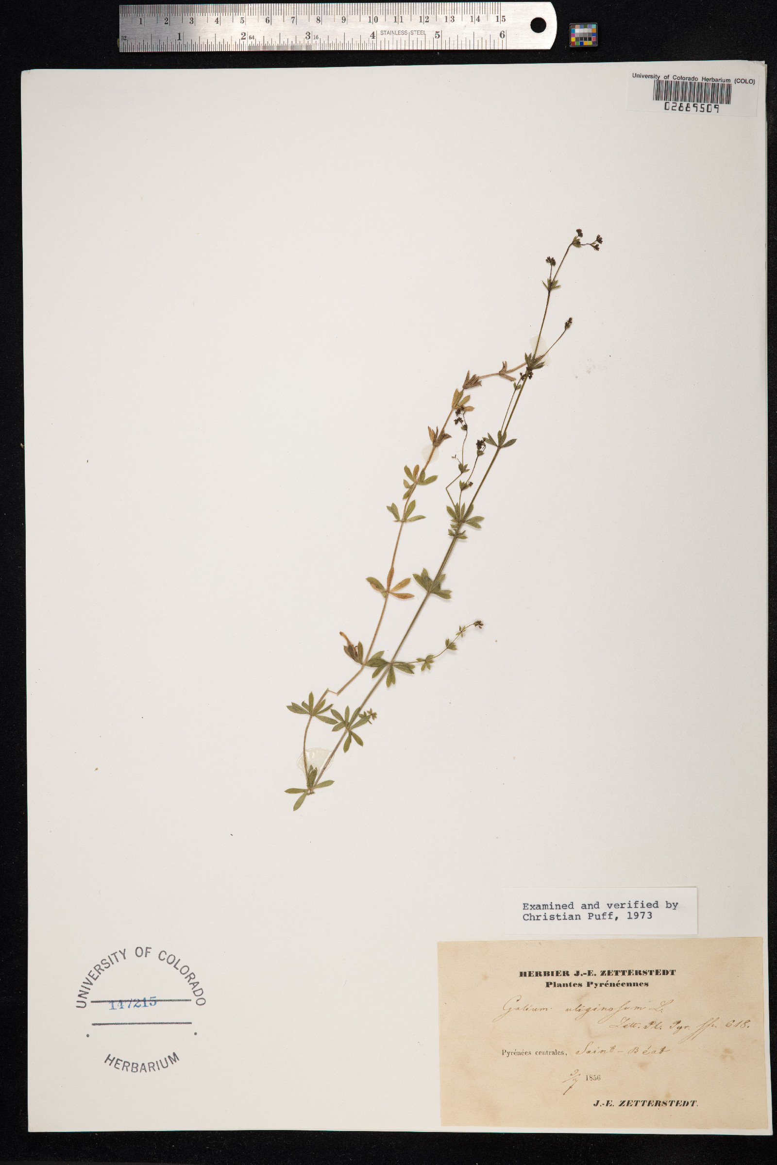Galium uliginosum image