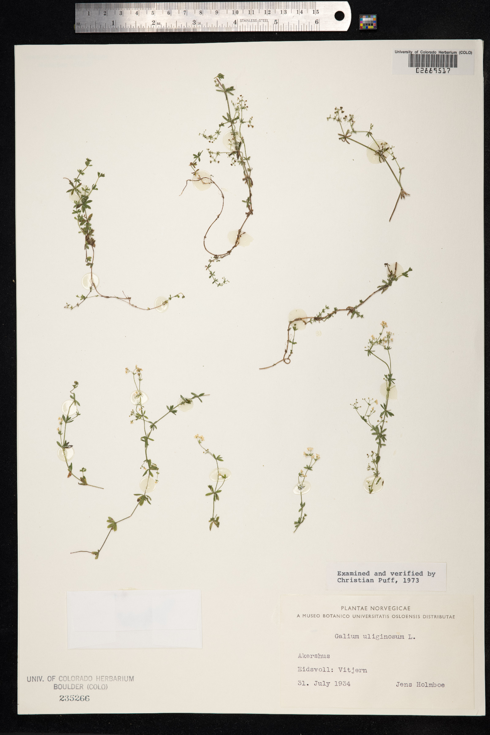 Galium uliginosum image