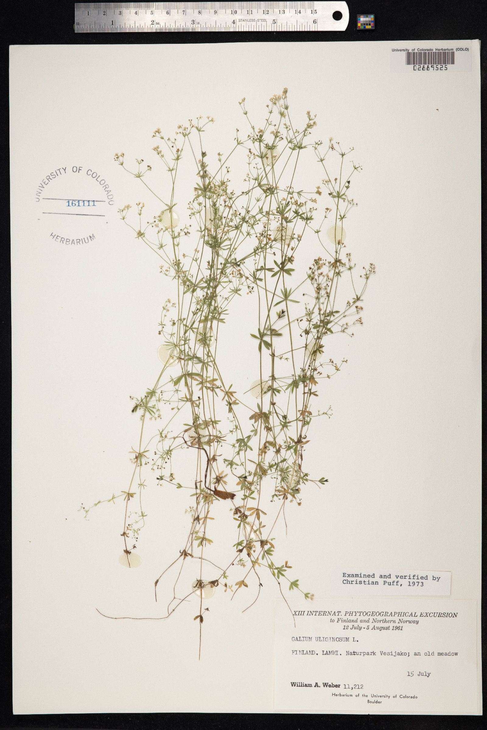 Galium uliginosum image