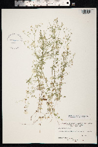 Galium uliginosum image