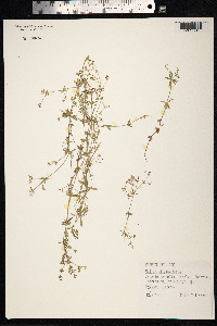 Galium uliginosum image