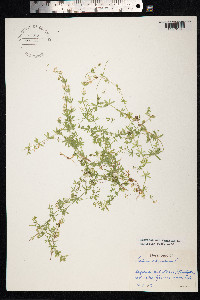 Galium uliginosum image