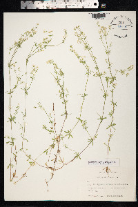 Galium uliginosum image