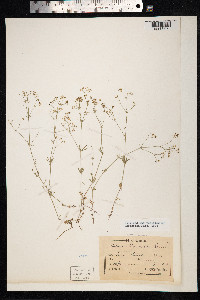 Galium uliginosum image