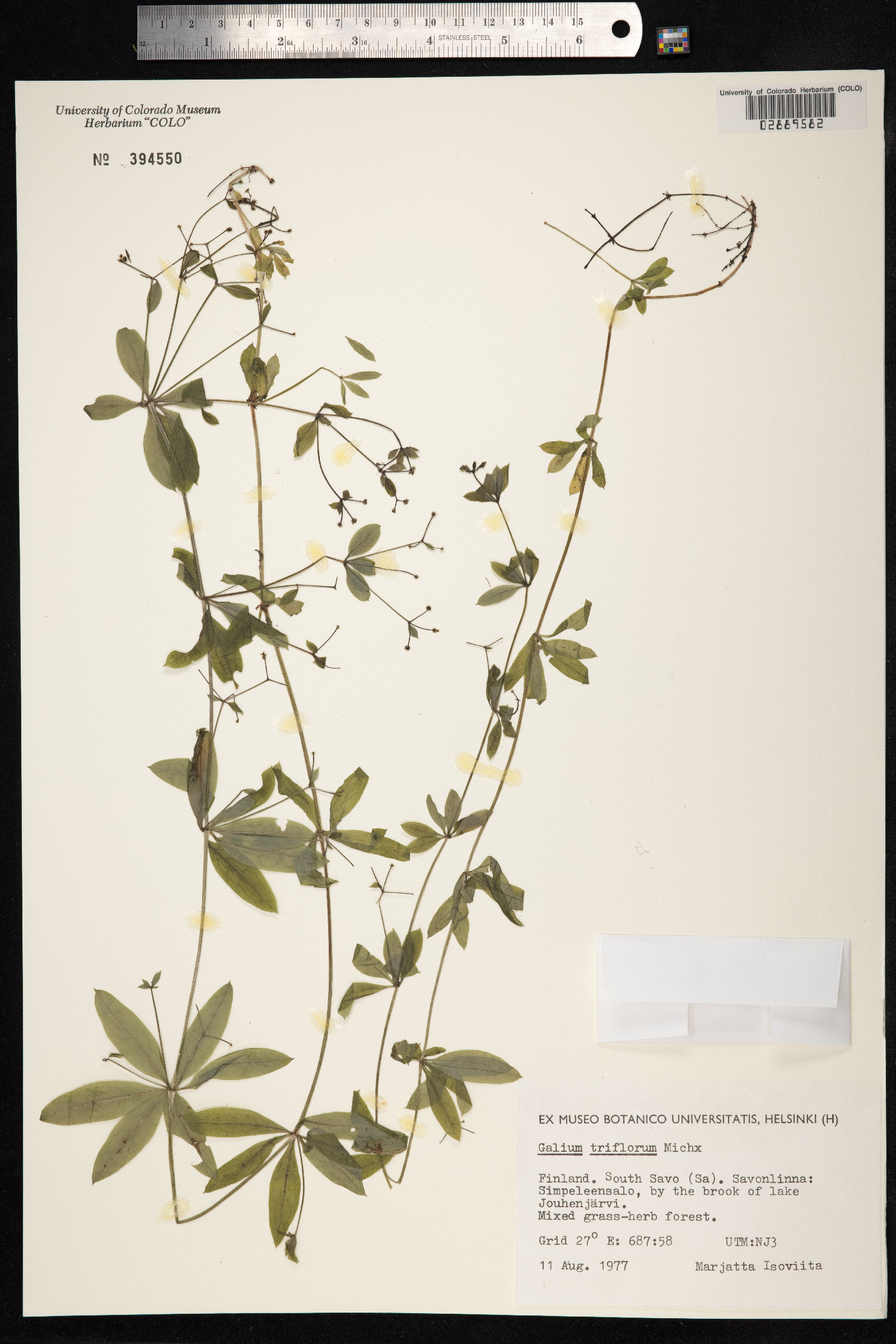 Galium triflorum image