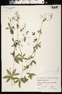 Galium triflorum image