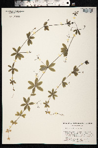 Galium triflorum image
