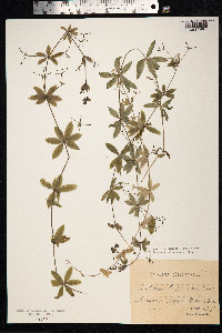 Galium triflorum image