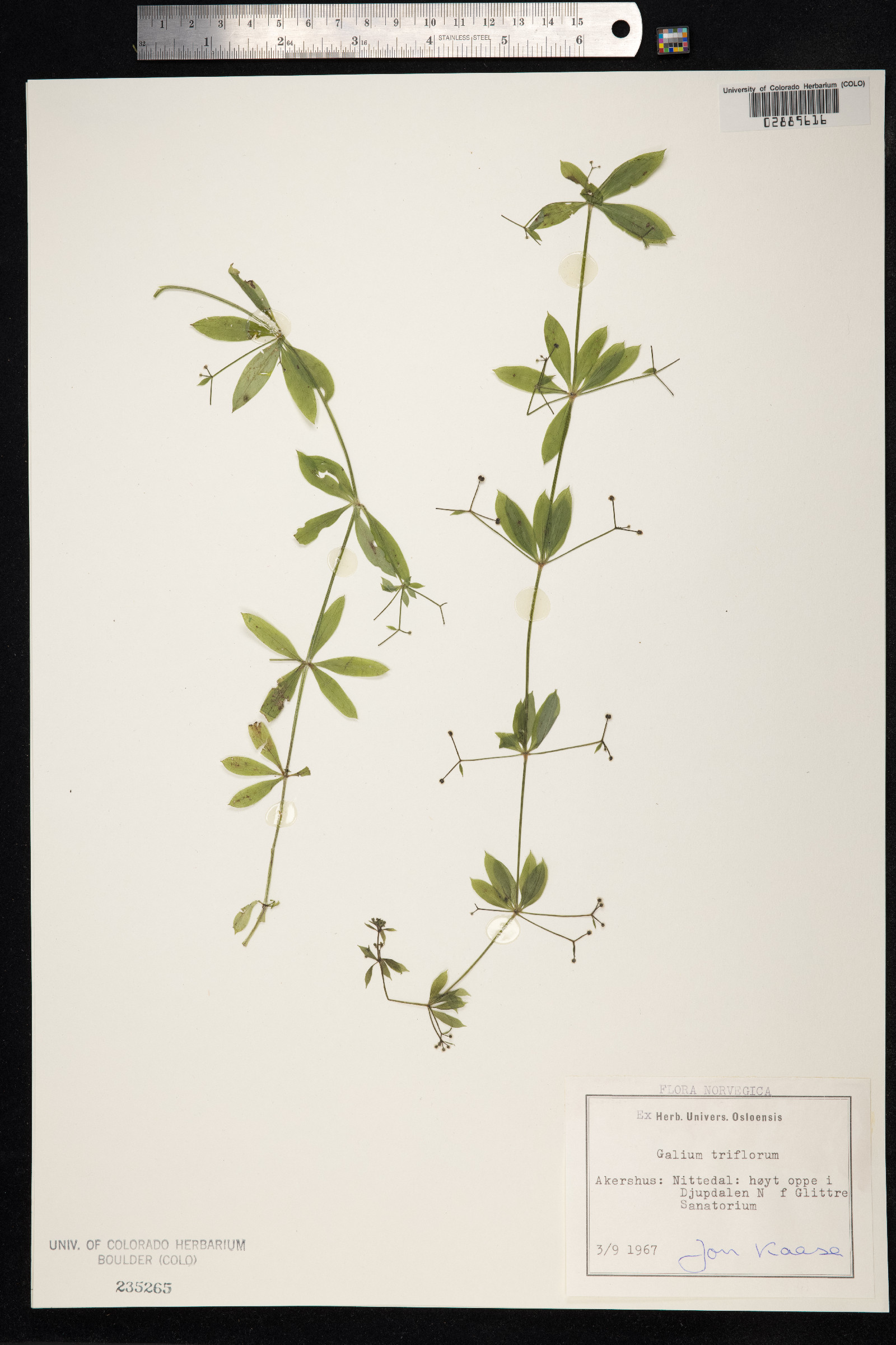 Galium triflorum image