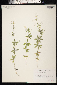 Galium triflorum image