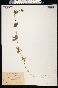 Galium triflorum image