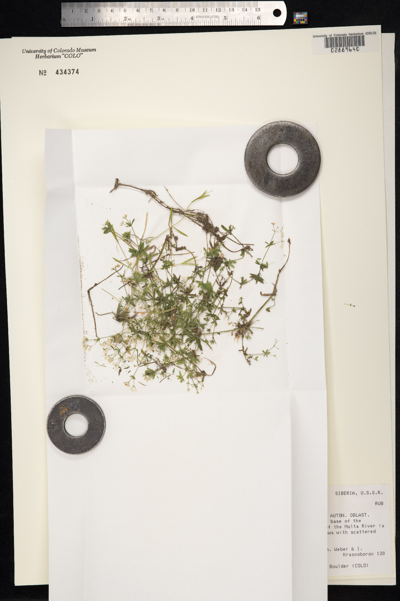 Galium uliginosum image