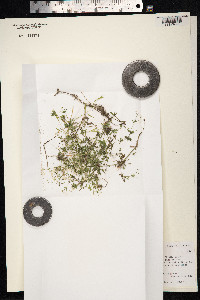 Galium uliginosum image