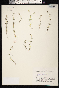Galium uliginosum image