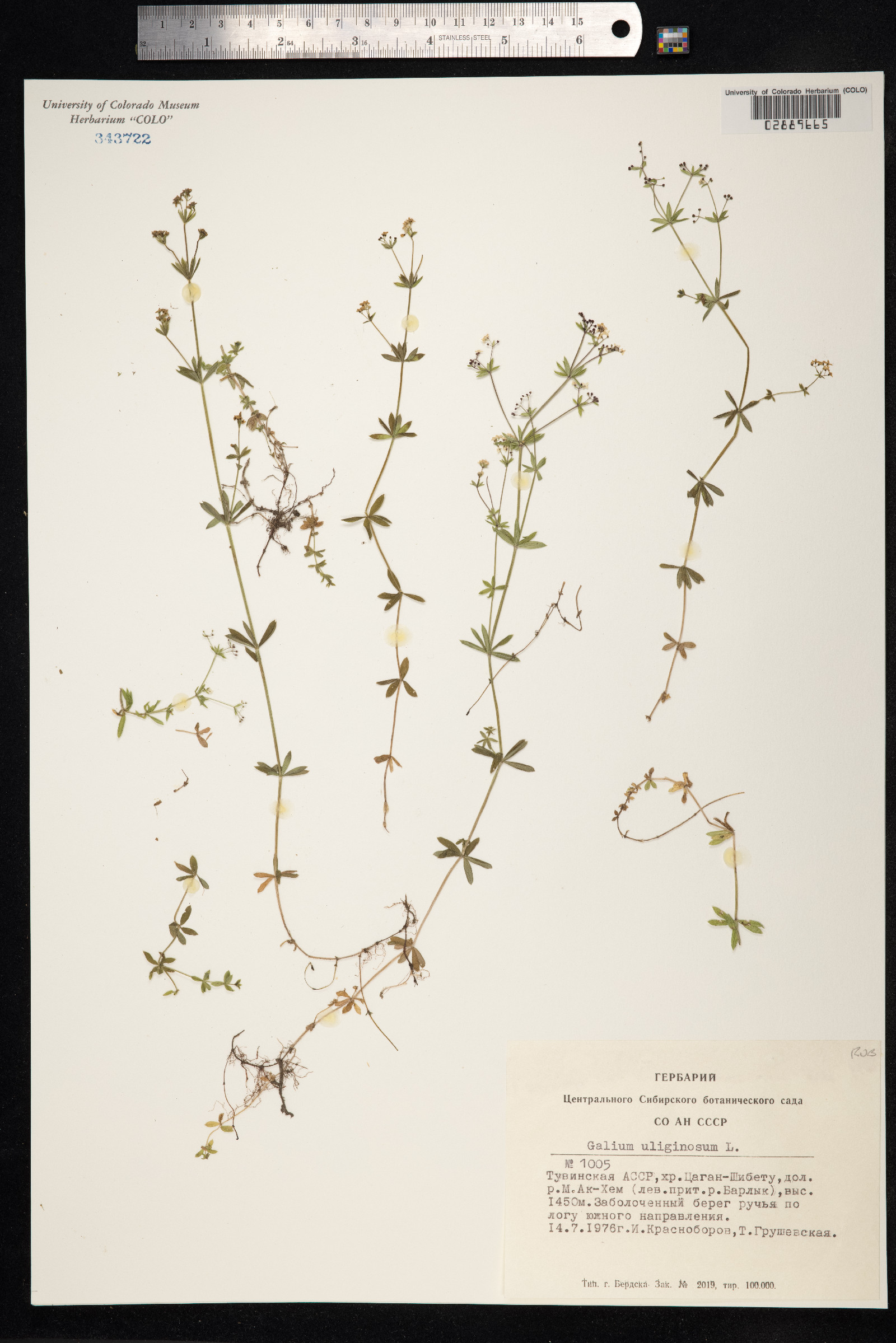 Galium uliginosum image