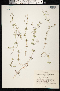 Galium uliginosum image