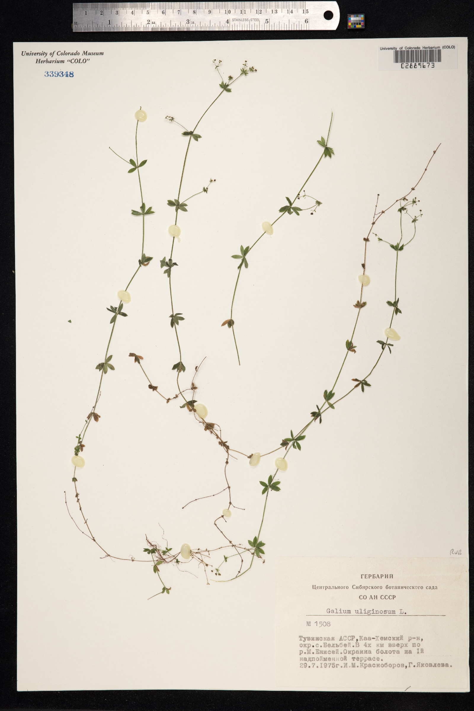 Galium uliginosum image