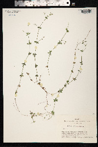 Galium uliginosum image