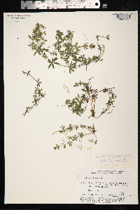 Galium uliginosum image
