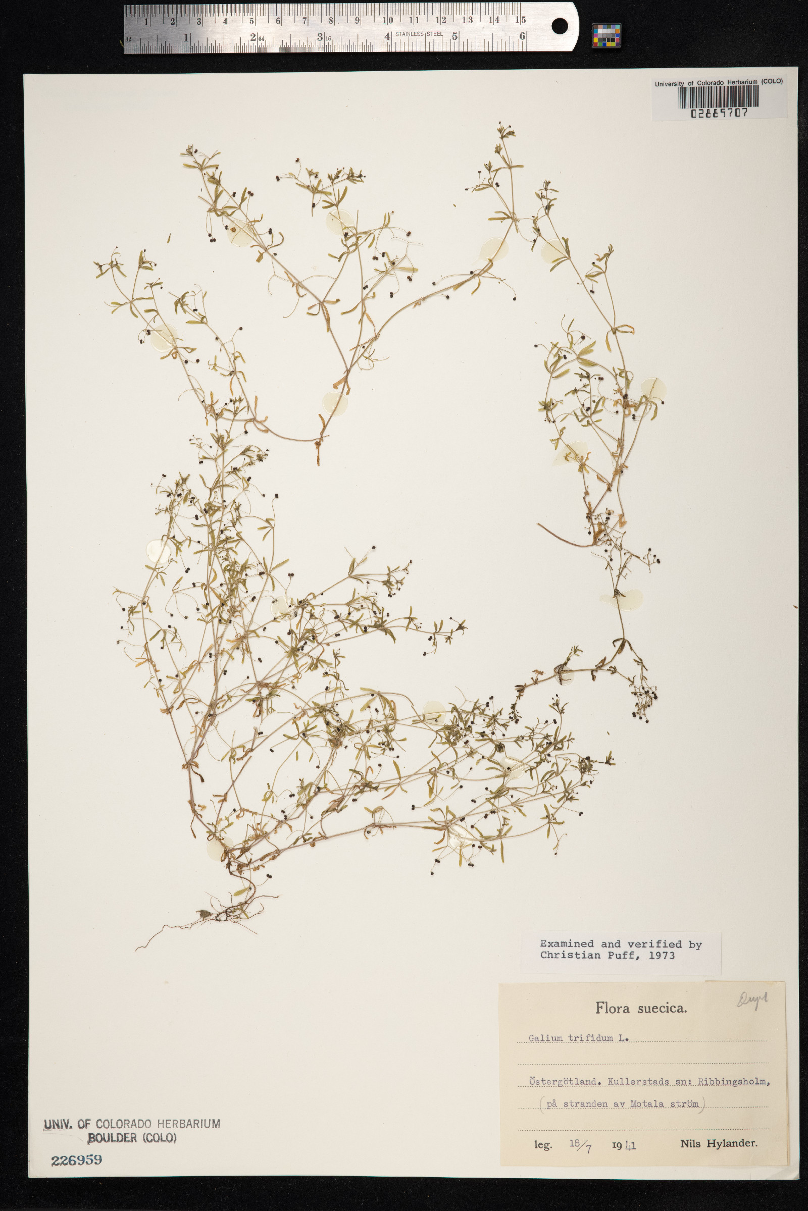 Galium trifidum image