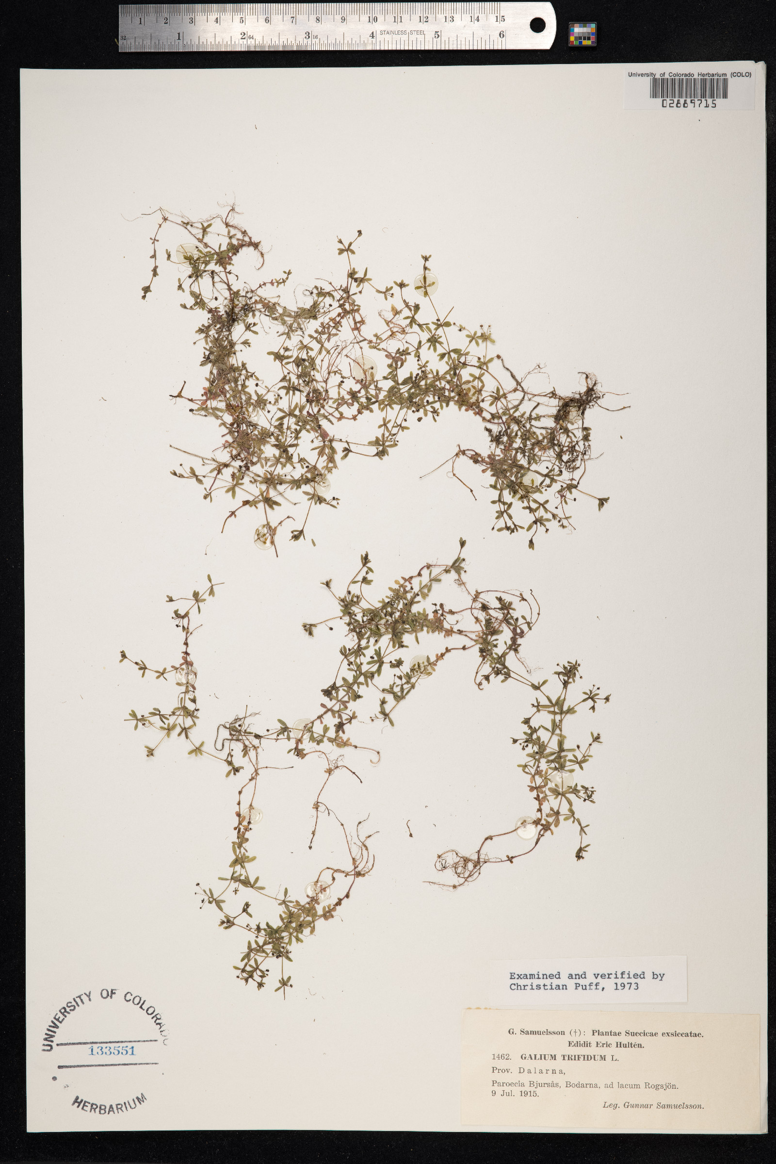 Galium trifidum image