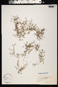 Galium trifidum image