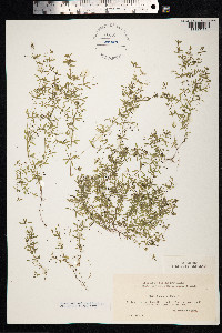 Galium trifidum image