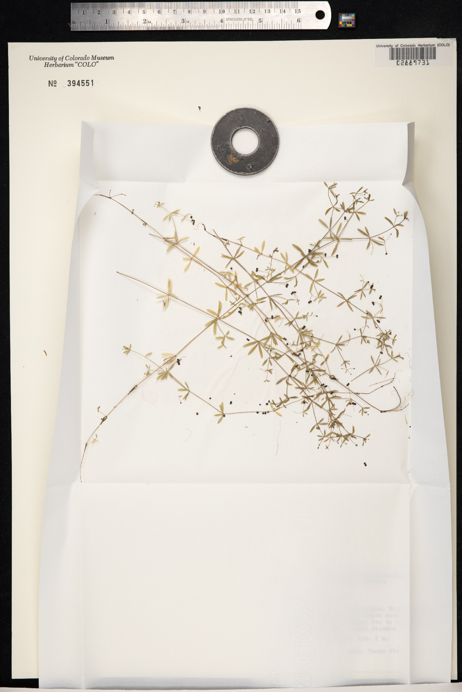 Galium trifidum image
