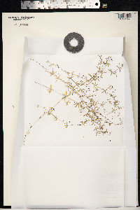 Galium trifidum image