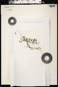 Galium trifidum image