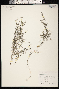 Galium trifidum image