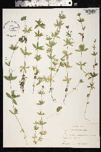 Galium triflorum image