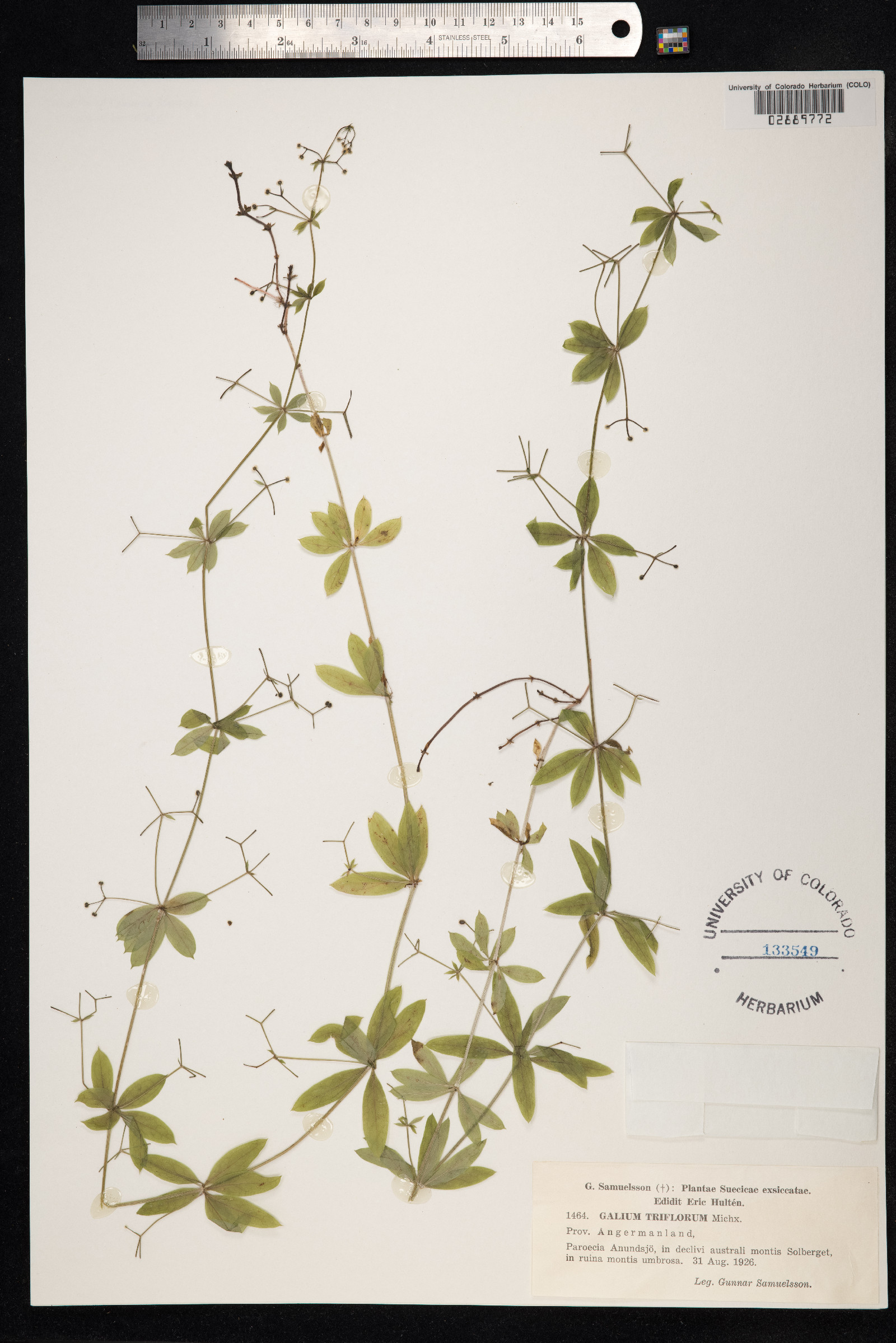 Galium triflorum image