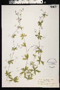 Galium triflorum image
