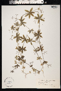 Galium triflorum image