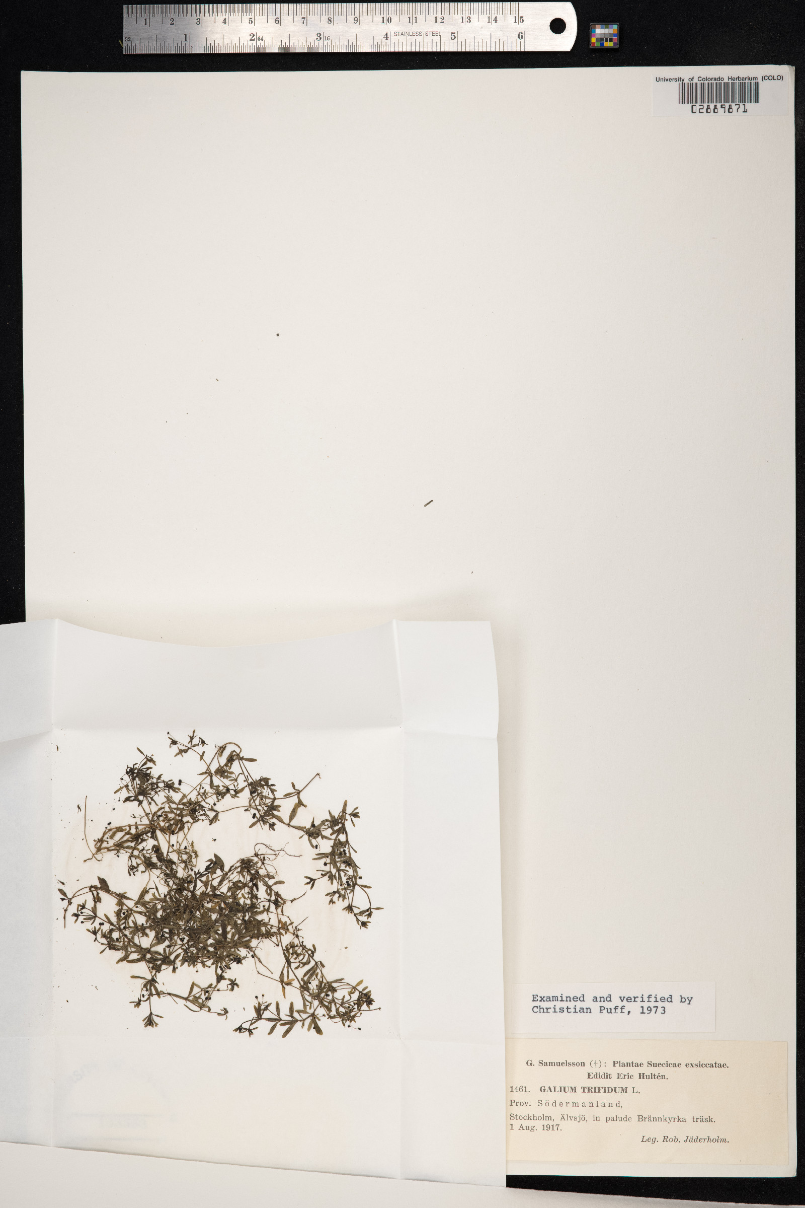 Galium trifidum image