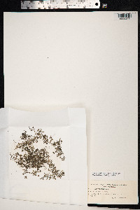 Galium trifidum image