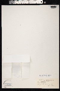 Galium trifidum image