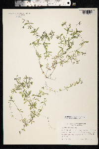 Galium trifidum image