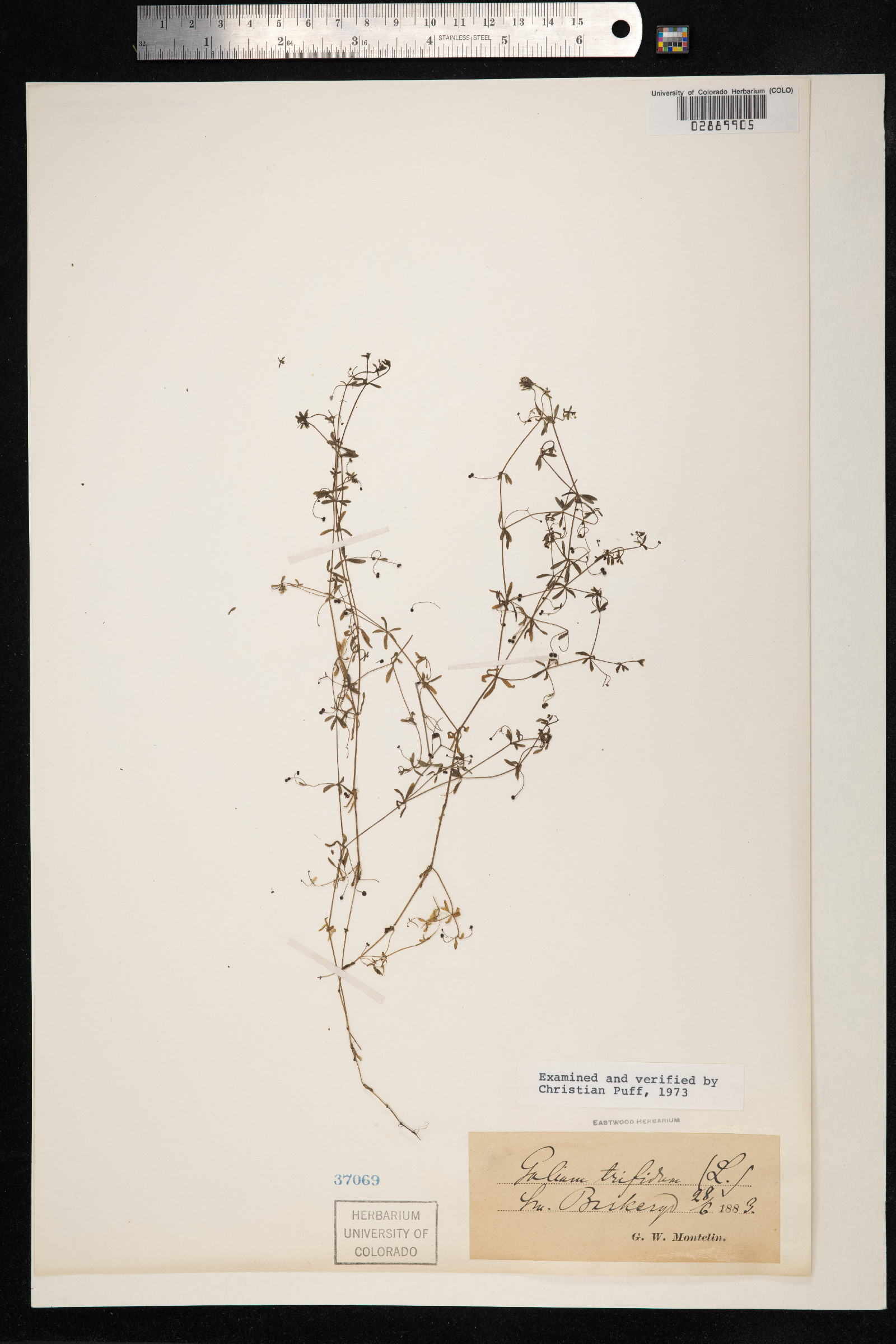 Galium trifidum image