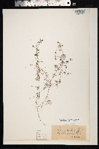 Galium trifidum image