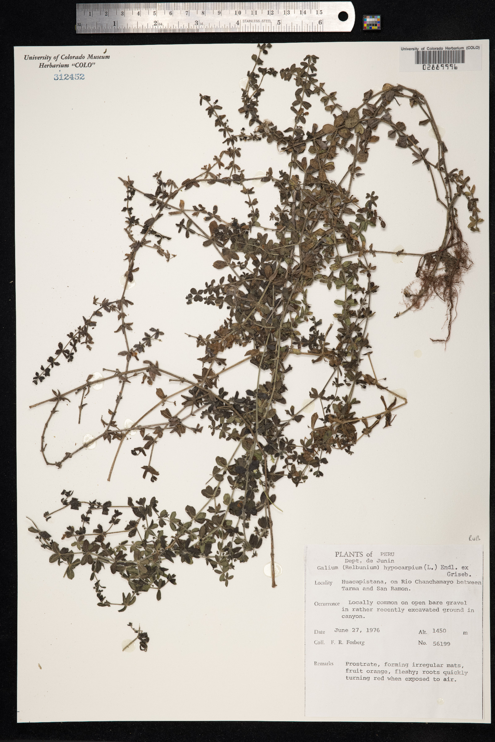 Galium hypocarpium image