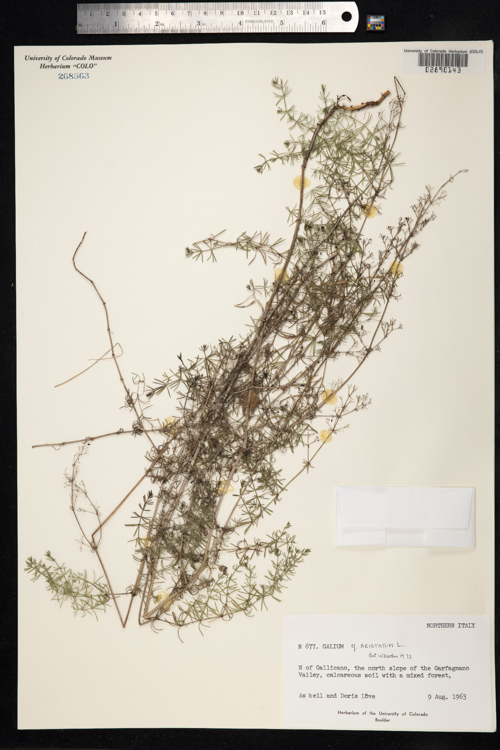 Galium aristatum image