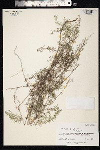 Image of Galium aristatum