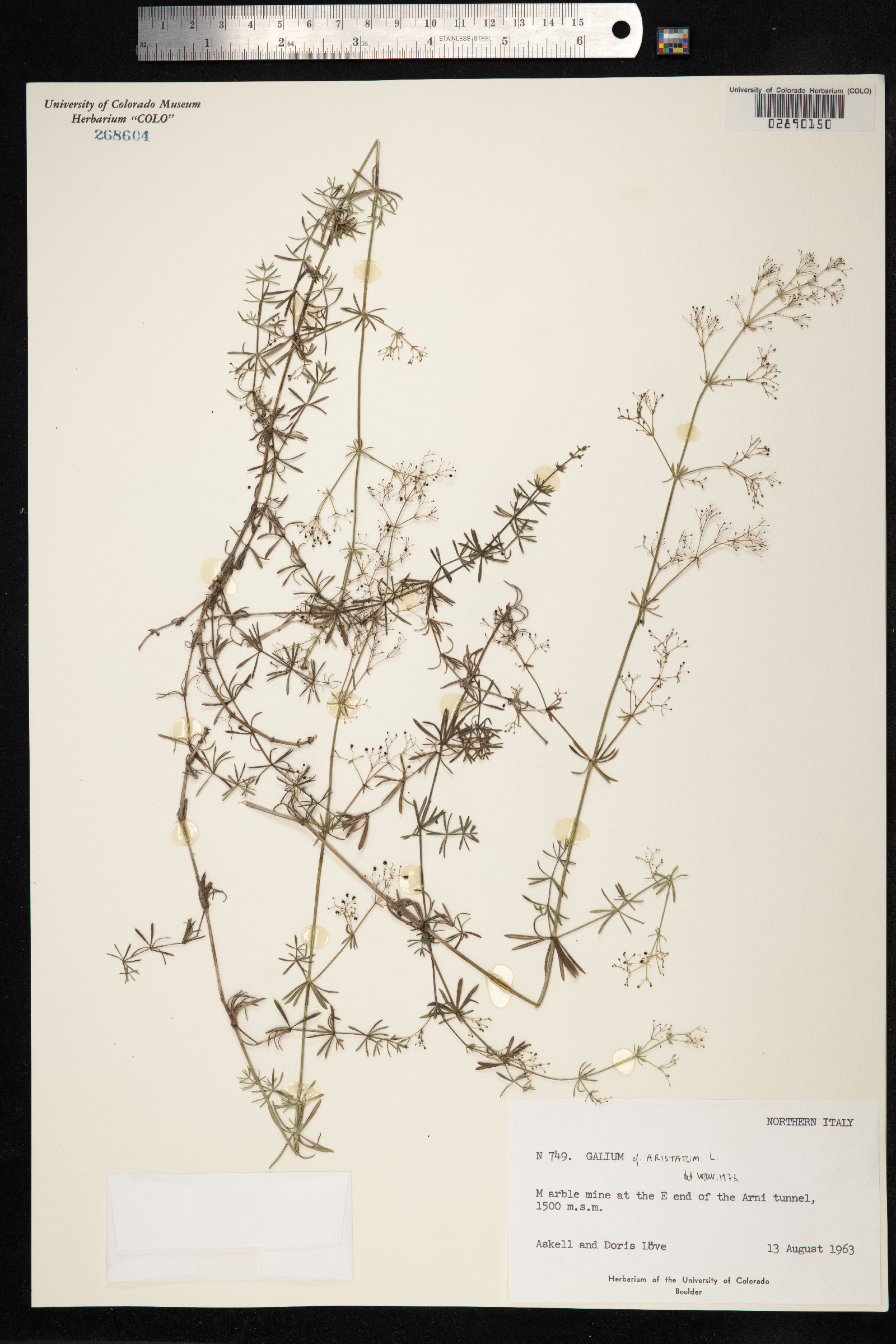 Galium aristatum image