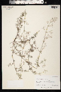 Galium aristatum image