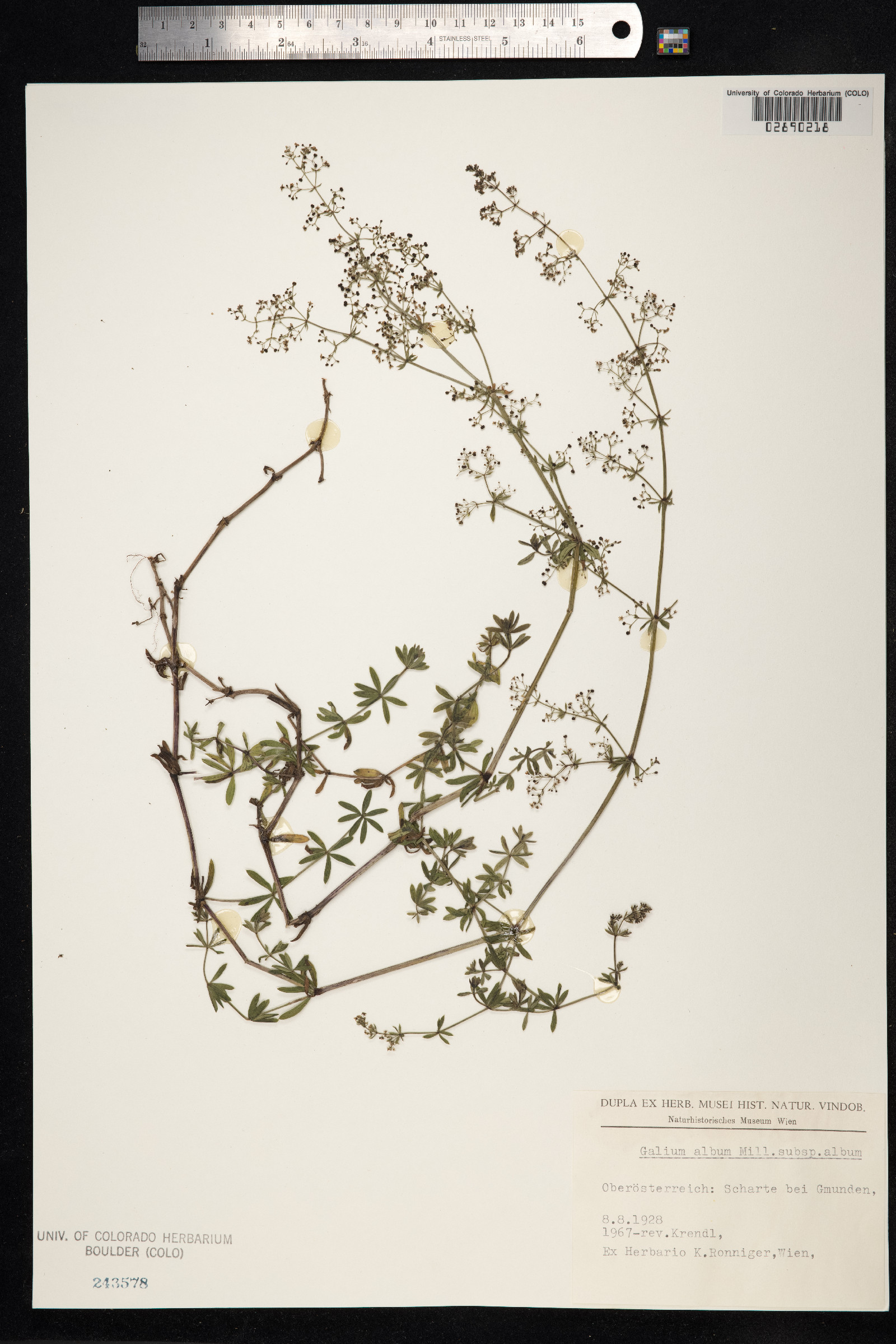 Galium album image