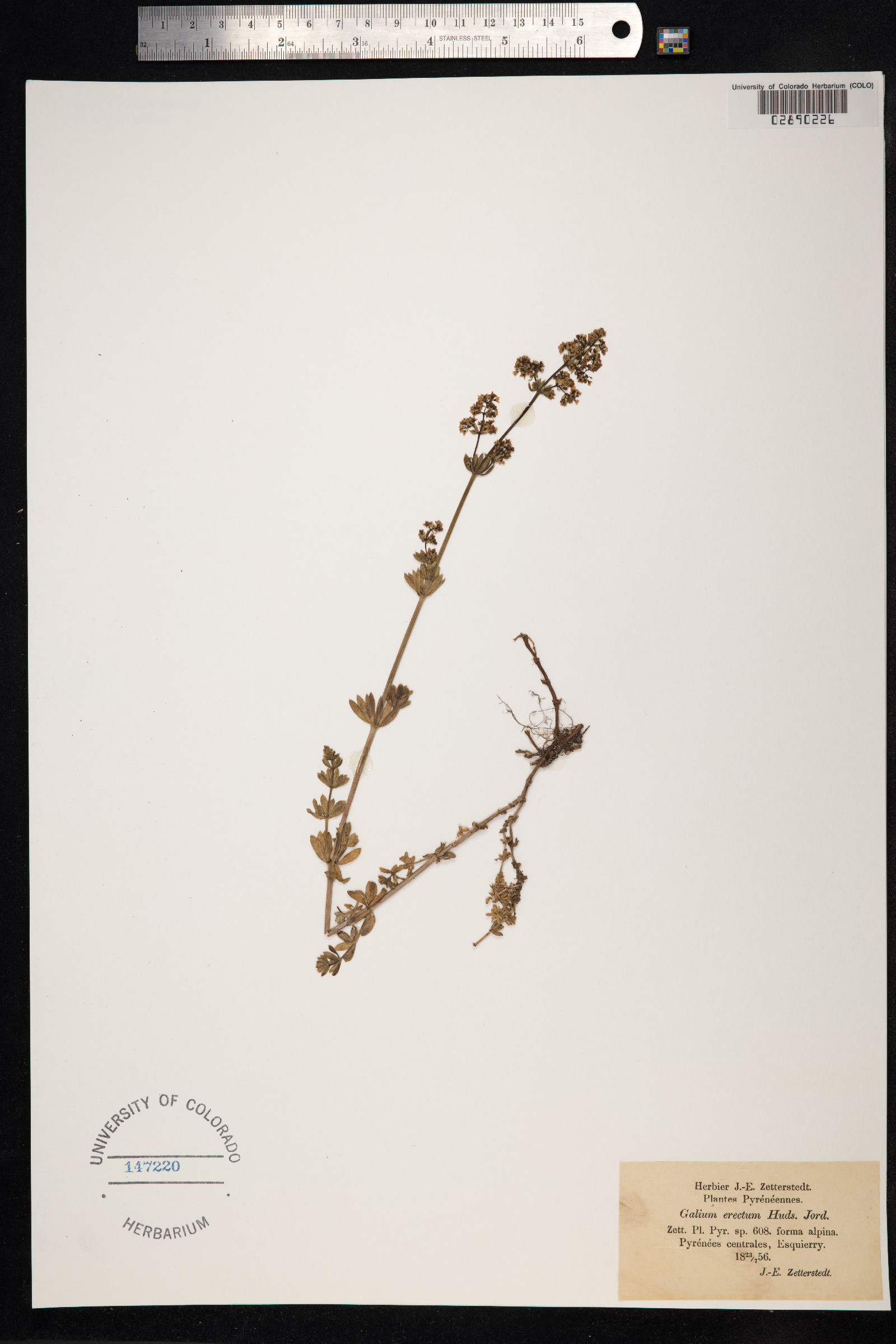 Galium mollugo image