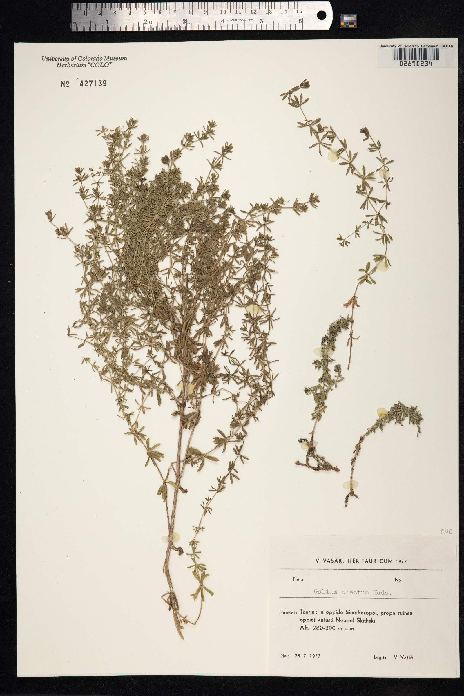 Galium mollugo image