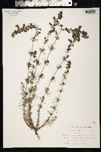 Galium verum image